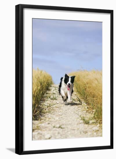 Border Collie Running Down Path Through Field-null-Framed Photographic Print