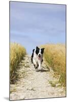 Border Collie Running Down Path Through Field-null-Mounted Photographic Print