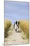 Border Collie Running Down Path Through Field-null-Mounted Photographic Print