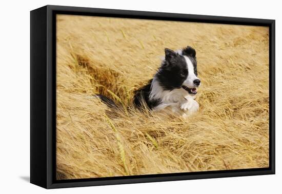 Border Collie Running in Field-null-Framed Stretched Canvas