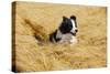 Border Collie Running in Field-null-Stretched Canvas
