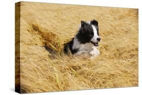 Border Collie Running in Field-null-Stretched Canvas