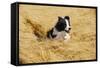 Border Collie Running in Field-null-Framed Stretched Canvas