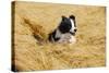 Border Collie Running in Field-null-Stretched Canvas