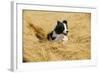 Border Collie Running in Field-null-Framed Photographic Print