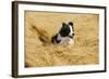 Border Collie Running in Field-null-Framed Photographic Print