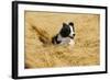 Border Collie Running in Field-null-Framed Photographic Print