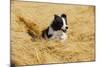 Border Collie Running in Field-null-Mounted Photographic Print