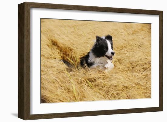 Border Collie Running in Field-null-Framed Photographic Print