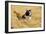 Border Collie Running in Field-null-Framed Photographic Print