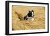 Border Collie Running in Field-null-Framed Photographic Print