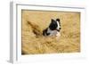 Border Collie Running in Field-null-Framed Photographic Print