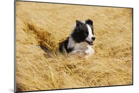 Border Collie Running in Field-null-Mounted Photographic Print