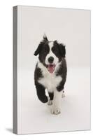 Border Collie Running Towards the Camera-Mark Taylor-Stretched Canvas