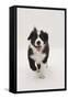 Border Collie Running Towards the Camera-Mark Taylor-Framed Stretched Canvas