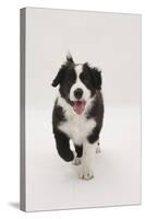 Border Collie Running Towards the Camera-Mark Taylor-Stretched Canvas