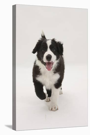 Border Collie Running Towards the Camera-Mark Taylor-Stretched Canvas