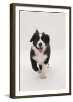 Border Collie Running Towards the Camera-Mark Taylor-Framed Premium Photographic Print