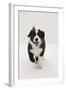 Border Collie Running Towards the Camera-Mark Taylor-Framed Premium Photographic Print