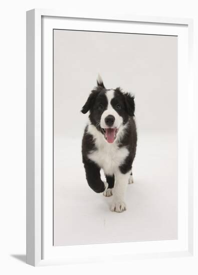 Border Collie Running Towards the Camera-Mark Taylor-Framed Premium Photographic Print