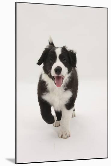 Border Collie Running Towards the Camera-Mark Taylor-Mounted Premium Photographic Print