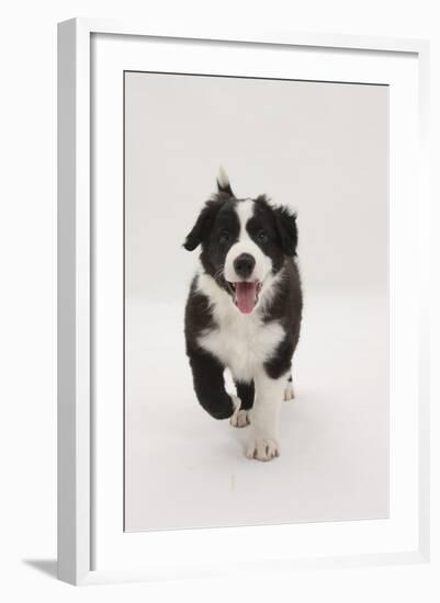 Border Collie Running Towards the Camera-Mark Taylor-Framed Photographic Print