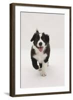 Border Collie Running Towards the Camera-Mark Taylor-Framed Photographic Print