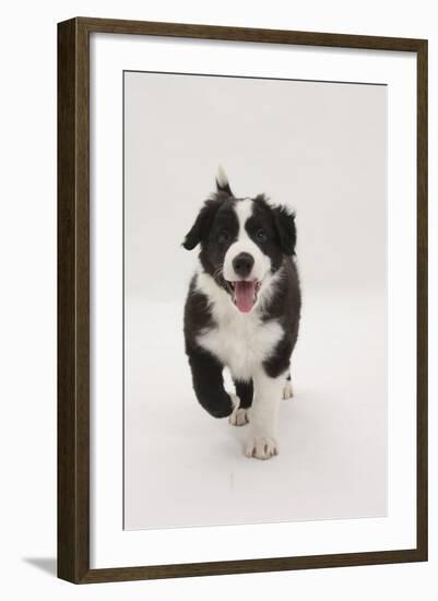 Border Collie Running Towards the Camera-Mark Taylor-Framed Photographic Print