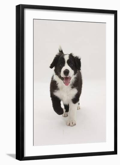 Border Collie Running Towards the Camera-Mark Taylor-Framed Photographic Print