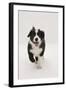 Border Collie Running Towards the Camera-Mark Taylor-Framed Photographic Print