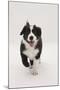 Border Collie Running Towards the Camera-Mark Taylor-Mounted Photographic Print