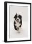 Border Collie Running Towards the Camera-Mark Taylor-Framed Photographic Print