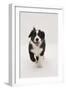 Border Collie Running Towards the Camera-Mark Taylor-Framed Photographic Print