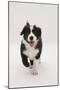 Border Collie Running Towards the Camera-Mark Taylor-Mounted Photographic Print