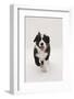 Border Collie Running Towards the Camera-Mark Taylor-Framed Photographic Print