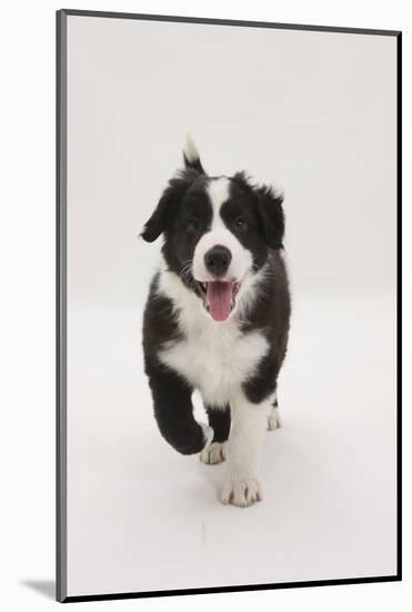 Border Collie Running Towards the Camera-Mark Taylor-Mounted Photographic Print