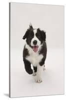 Border Collie Running Towards the Camera-Mark Taylor-Stretched Canvas