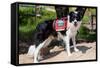 Border Collie Search and Rescue Dog-Zandria Muench Beraldo-Framed Stretched Canvas