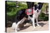 Border Collie Search and Rescue Dog-Zandria Muench Beraldo-Stretched Canvas