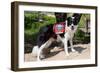 Border Collie Search and Rescue Dog-Zandria Muench Beraldo-Framed Photographic Print