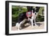 Border Collie Search and Rescue Dog-Zandria Muench Beraldo-Framed Photographic Print