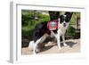 Border Collie Search and Rescue Dog-Zandria Muench Beraldo-Framed Photographic Print