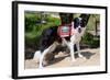 Border Collie Search and Rescue Dog-Zandria Muench Beraldo-Framed Photographic Print