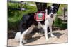 Border Collie Search and Rescue Dog-Zandria Muench Beraldo-Mounted Photographic Print
