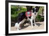 Border Collie Search and Rescue Dog-Zandria Muench Beraldo-Framed Photographic Print