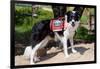 Border Collie Search and Rescue Dog-Zandria Muench Beraldo-Framed Photographic Print