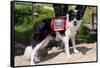 Border Collie Search and Rescue Dog-Zandria Muench Beraldo-Framed Stretched Canvas