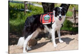 Border Collie Search and Rescue Dog-Zandria Muench Beraldo-Stretched Canvas