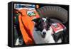 Border Collie Search and Rescue Dog-Zandria Muench Beraldo-Framed Stretched Canvas
