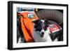 Border Collie Search and Rescue Dog-Zandria Muench Beraldo-Framed Photographic Print